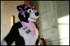 [StuntTiger MFF2009 256]