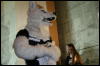 [StuntTiger MFF2009 259]