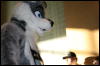 [StuntTiger MFF2009 260]