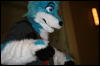 [StuntTiger MFF2009 263]