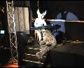 [EFX FursuitContest01 Chester2.mpg]