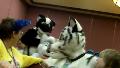 [Ratchet FFi2010 FursuitRoundTable05 Tyco.mov]