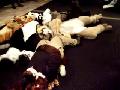 [WildbillTX FWA2007 4895 Furpile.MOV]