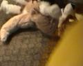 [Tim FC2004 DeadDogs08 Fursuits xvid vorbis.ogm]