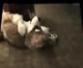 [Tim FC2004 DeadDogs08 Fursuits xvid vorbis low.ogm]