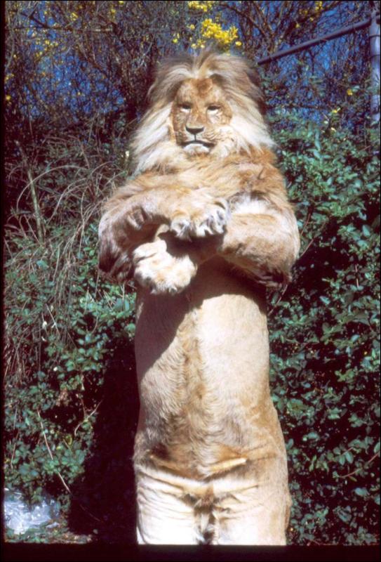 [Lionsuit7Sm.jpg]