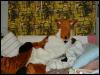 [furfox-laying1]