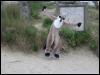 [20030619 TimduruDannesBeach 03]