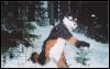 [Furbo SF2002 furbo-snow]