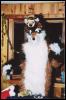 [Furbo SF2002 tiger-furbo]