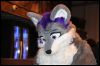 [Buster FursuitBlackLight 201301 5099]