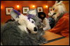 [Hai FursuitBlackLight 201301 0682]