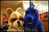 [Hai FursuitBlackLight 201301 0690]