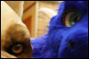 [Hai FursuitBlackLight 201301 0695]