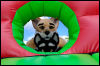 [20120624 BouncyCastle0167 e]