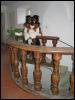 [Weissenstein castle with Zeb 100907 10]