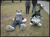 [PolarWolf BerlinerPark20110326 014]