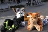 [Dresden Furmeet 23032013 Fynnian (109)]