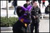 [Dresden Furmeet 23032013 Fynnian (127)]