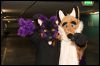 [Dresden Furmeet 23032013 Fynnian (24)]