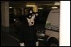 [Dresden Furmeet 23032013 Fynnian (27)]