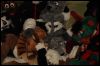 [Dresden Furmeet 23032013 Fynnian (40)]