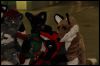 [Dresden Furmeet 23032013 Fynnian (41)]