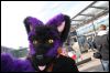 [Dresden Furmeet 23032013 Fynnian (63)]