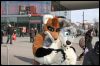 [Dresden Furmeet 23032013 Fynnian (95)]