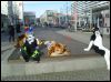 [Dresden Furmeet 23032013 Gruenfuchs (40)]