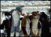 [Dresden Furmeet 23032013 Lee (32)]