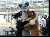 [Dresden Furmeet 23032013 Lee (33)]