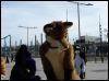 [Dresden Furmeet 23032013 Lee (35)]