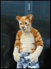 [Dresden Furmeet 23032013 Lee (45)]