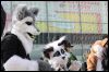 [Furmeet Dresden 23032013 Nimmermehr (74)]