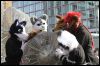 [Furmeet Dresden 23032013 Nimmermehr (81)]