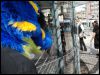 [Fursuitwalk Fridolfus (10)]