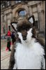 [SFD-10-Fursuitwalk-Harko (61)]