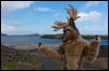 [Junkvist 15 IsleOfSkye-EastCoast-ClachanBeach-26]
