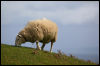 [Junkvist 15 IsleOfSkye-EastCoast-misc-05]