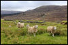 [Junkvist 15 IsleOfSkye-misc-17]
