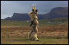 [Junkvist 15 IsleOfSkye-EastCoast-Sgurrmor-11]