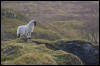 [Junkvist 14 IsleOfSkye-WestCoast-Milovaig-03]