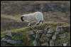 [Junkvist 14 IsleOfSkye-WestCoast-Milovaig-05]