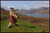 [Junkvist 14 IsleOfSkye-LochAinortAndVicinity-11]