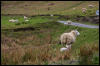 [Junkvist 14 IsleOfSkye-misc-08]