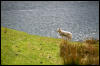 [Junkvist 14 IsleOfSkye-misc-09]