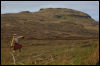 [Junkvist 16 IsleOfSkye-WestCoast-TaliskerVicinity-26]