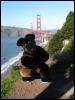 [20040121 Junkvist GGBridge 32]