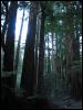 [20040121 Junkvist MuirWoods 08]